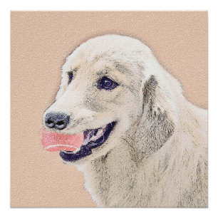 Póster Retriever ouro com pintura de cachorro de Tênis