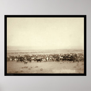 Poster Reunindo o gado na ágata de musgo SD 1887