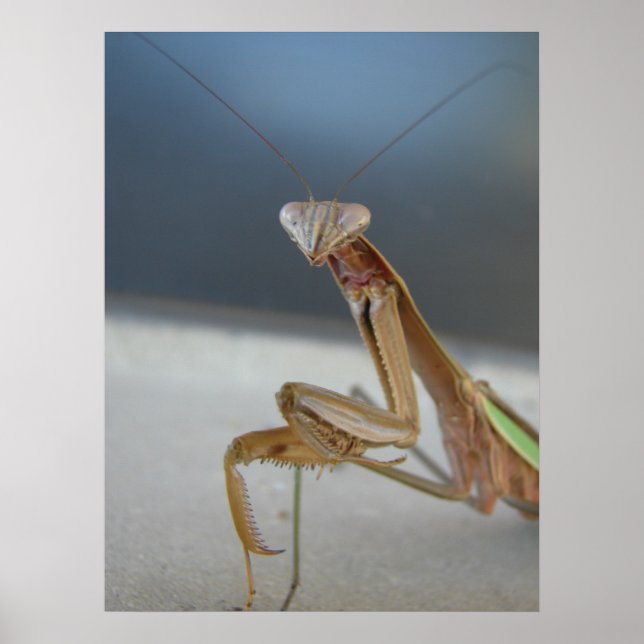 Póster Rezando Mantis (Frente)