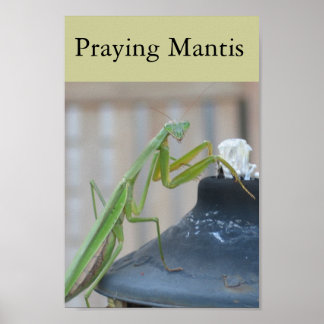 Poster Rezando Mantis