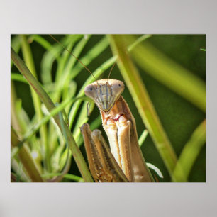 Poster Rezando Mantis