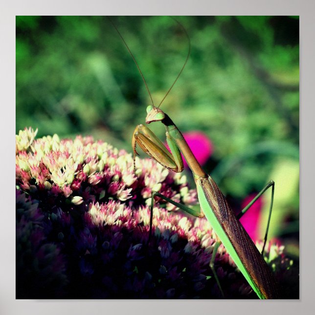 Poster Rezando Mantis Em Sedum Flor Fechar (Frente)