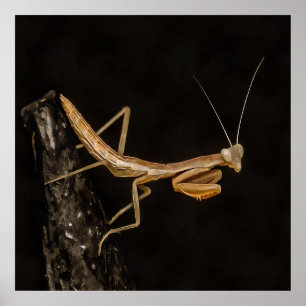 Poster Rezando Mantis, Fofa E Arte Inseta Assustadora