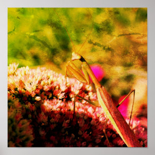Poster Rezando Mantis Na Flor Abstrato Grunge De Sedum