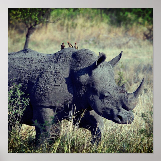 Poster Rhino (Frente)