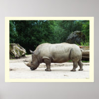 Rhino