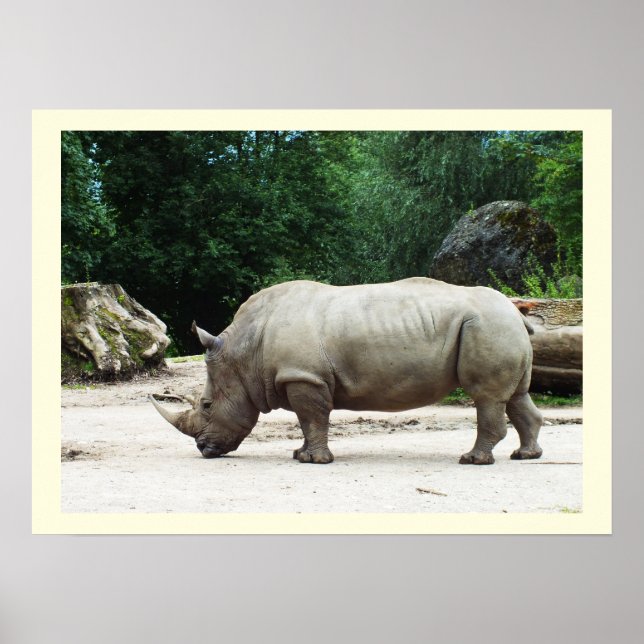 Póster Rhino (Frente)