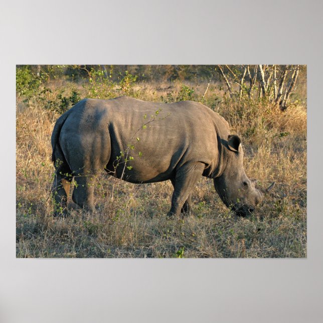 Poster Rhino Branco (Frente)