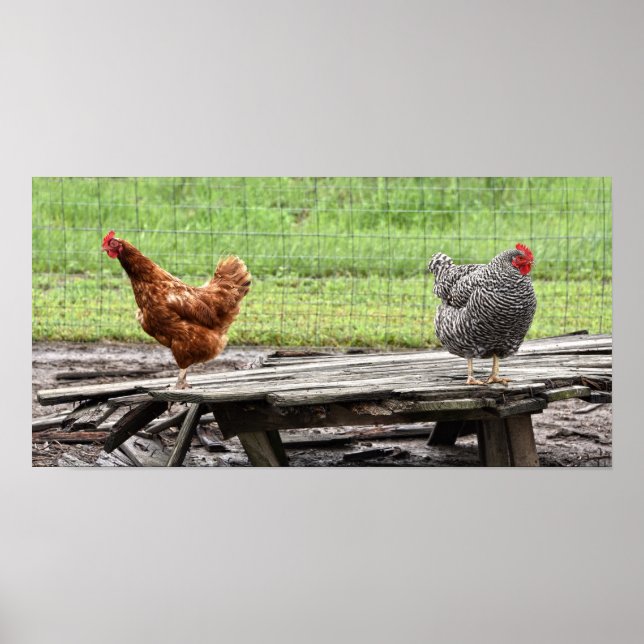 Poster Rhode Island Red and Plymouth Rock Hens (Frente)