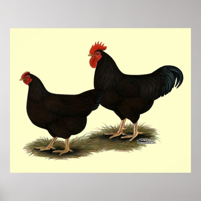Póster Rhode Island Red Bantams (Frente)