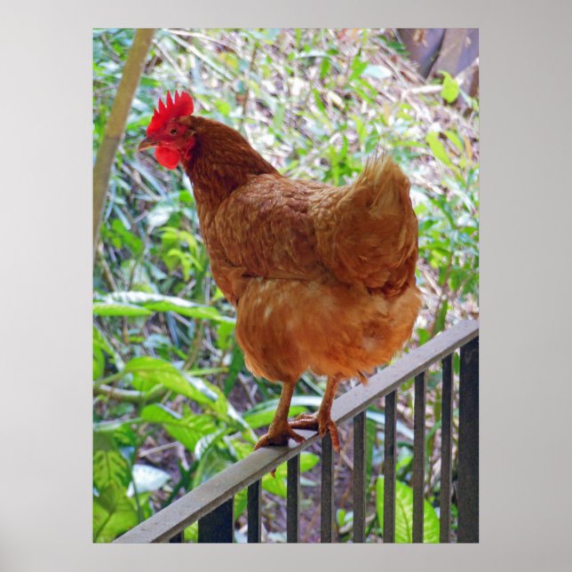 Póster Rhode Island Red Hen (Frente)