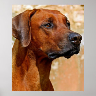 Póster Rhodesian ridgeback