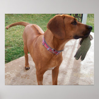 Poster RHODESIAN RIDGEBACK Dog Pet Breed Miscale