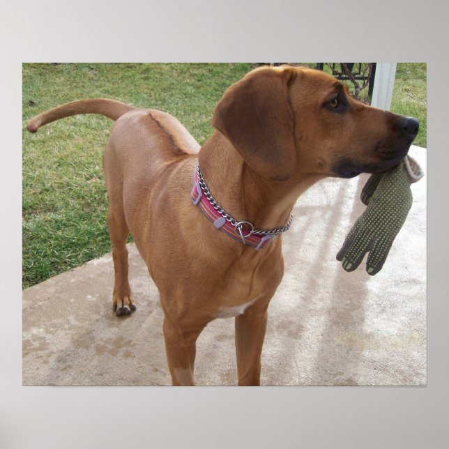 Poster RHODESIAN RIDGEBACK Dog Pet Breed Miscale (Frente)