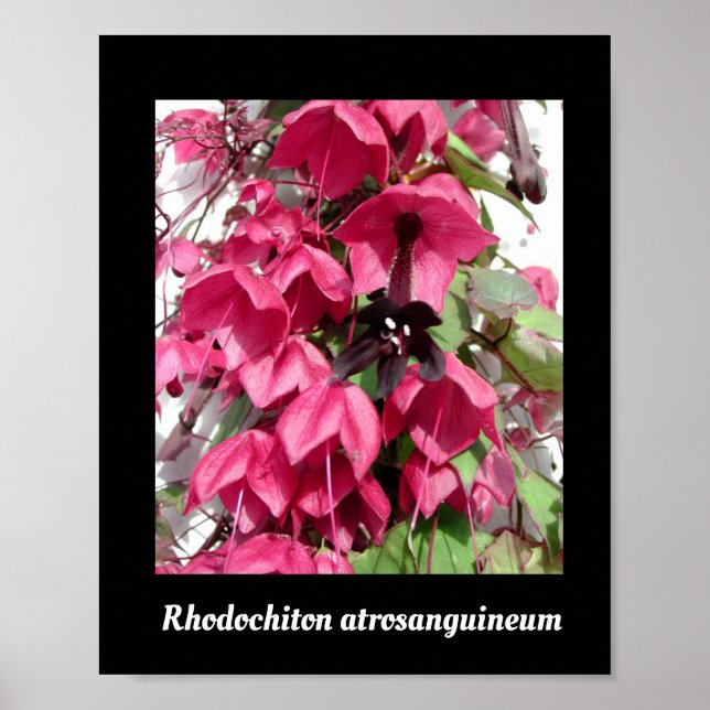 Poster Rhodochiton atrosanguineum (Frente)