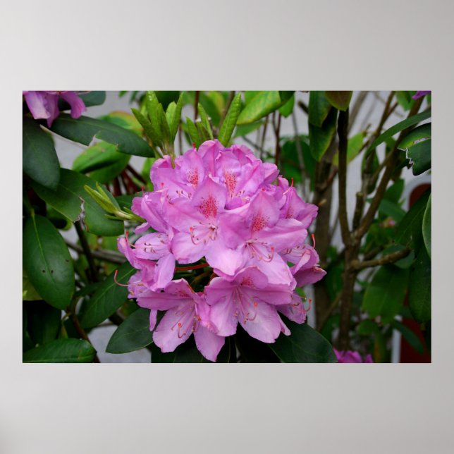Poster Rhododendron (Frente)