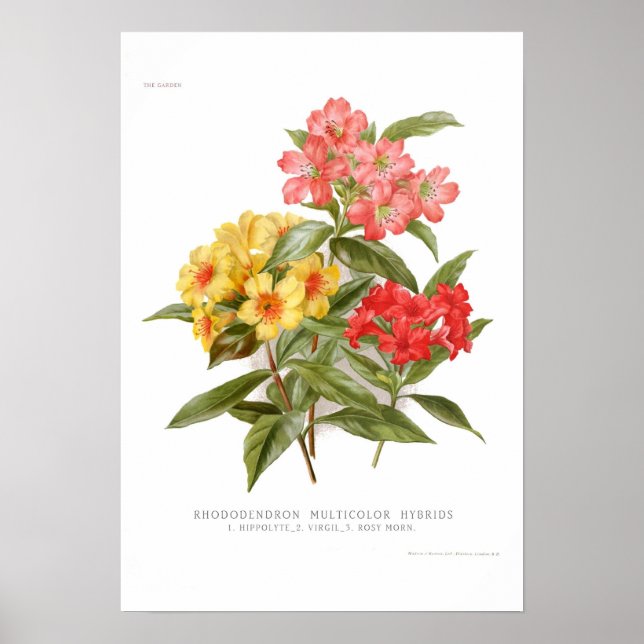Poster Rhododendron (Frente)