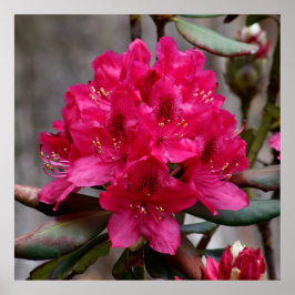 Poster Rhododendron