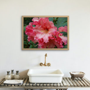 Póster Rhododendron Blooms Rosa Floral