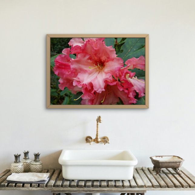 Póster Rhododendron Blooms Rosa Floral (In Situ)