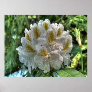 Poster Rhododendron Branco