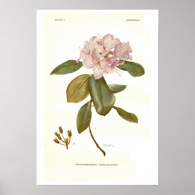 Poster Rhododendron carolinianum (Frente)