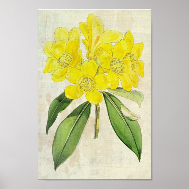 Poster Rhododendron do Lobb Botânico Vintage (Frente)