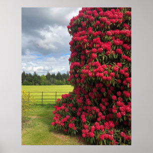 Poster Rhododendron e Scenic View na Escócia