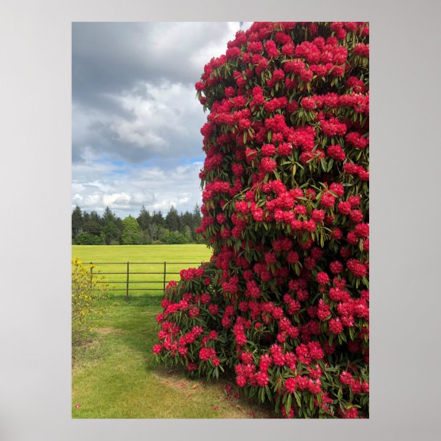 Poster Rhododendron e Scenic View na Escócia (Frente)
