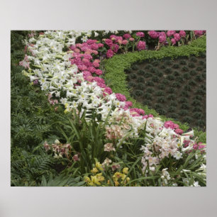 Poster Rhododendron (Rhododendron catawbiense) Charneca