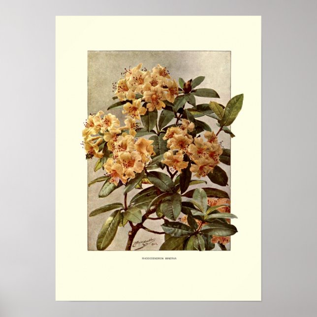 Póster Rhododendron var minerva (Frente)