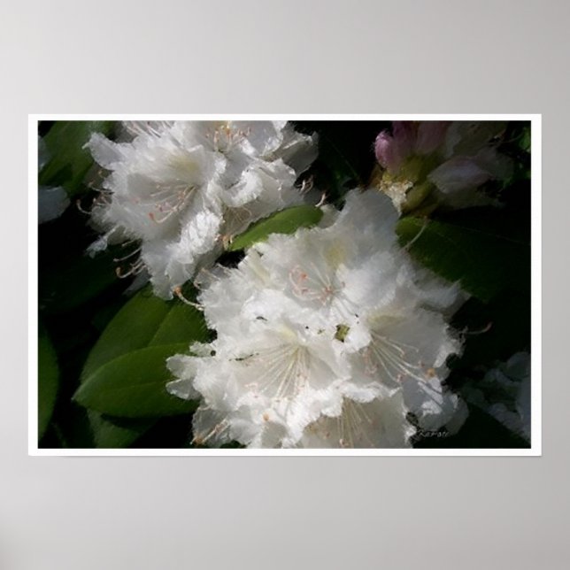 Póster Rhododendrons Brancos Suaves (Frente)