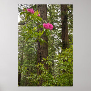 Póster Rhododendrons Sangrando Com Árvores De Sequoias V