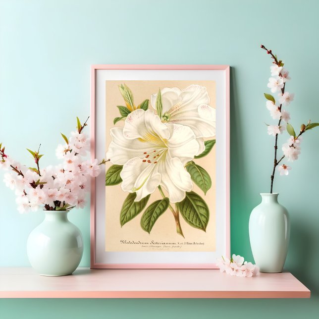 Poster Rhododendrum Sesterianum Arte Floral (Criador carregado)