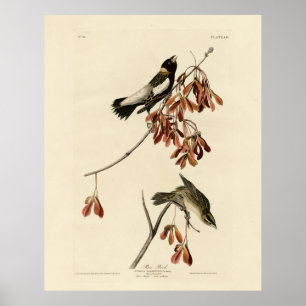 Poster Rice Bird (Bobolink) - Aves da América da Audubon