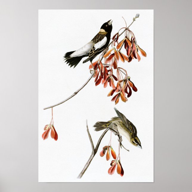 Poster Rice Bird John James Audubon Birds da América (Frente)