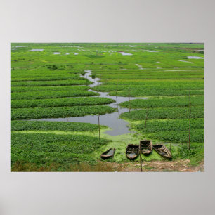 Poster rice fields in cambodia