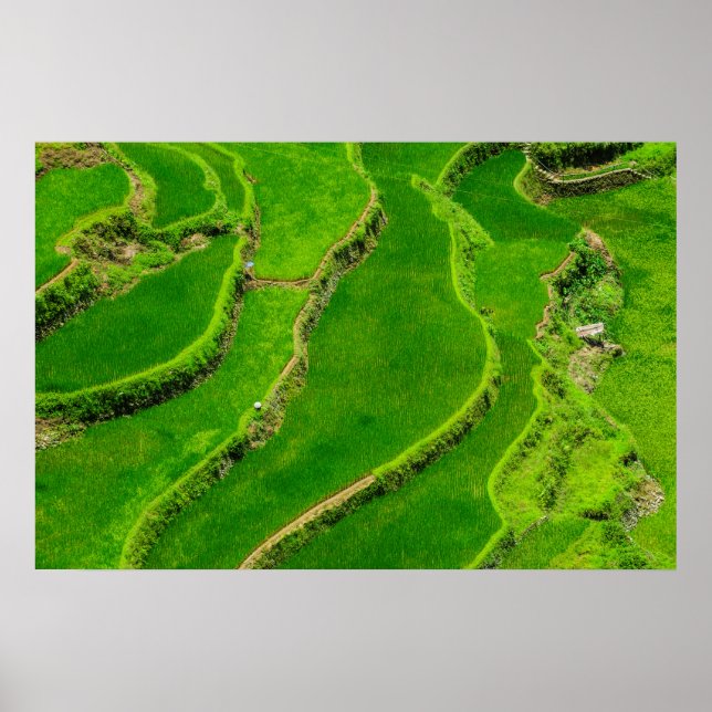 Poster Rice Terraces (Frente)