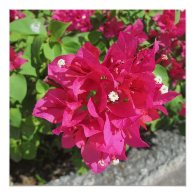Póster Rich Red Bougainvillea (Frente)