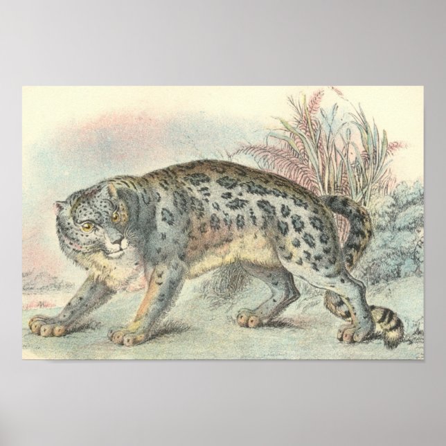 Póster Richard Lydekker - Portfolio do Leopardo da Neve (Frente)