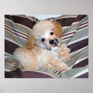 Póster Rico Apricot Poodle Puppy.. falando