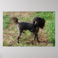 Rico Black Toy Poodle Boy
