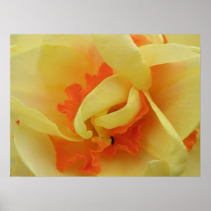 Poster Rico Daffodil