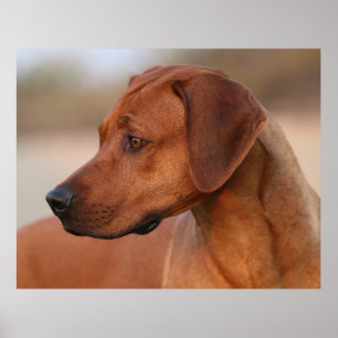 Poster Ridgeback