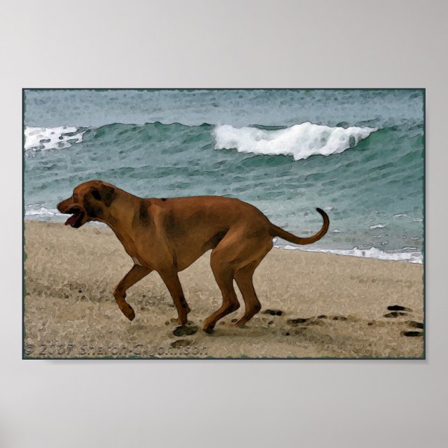 Póster Ridgeback pelo mar (Frente)
