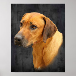 Poster Ridgeback rodesiano