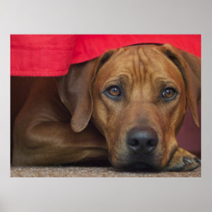 Poster Ridgeback rodesiano