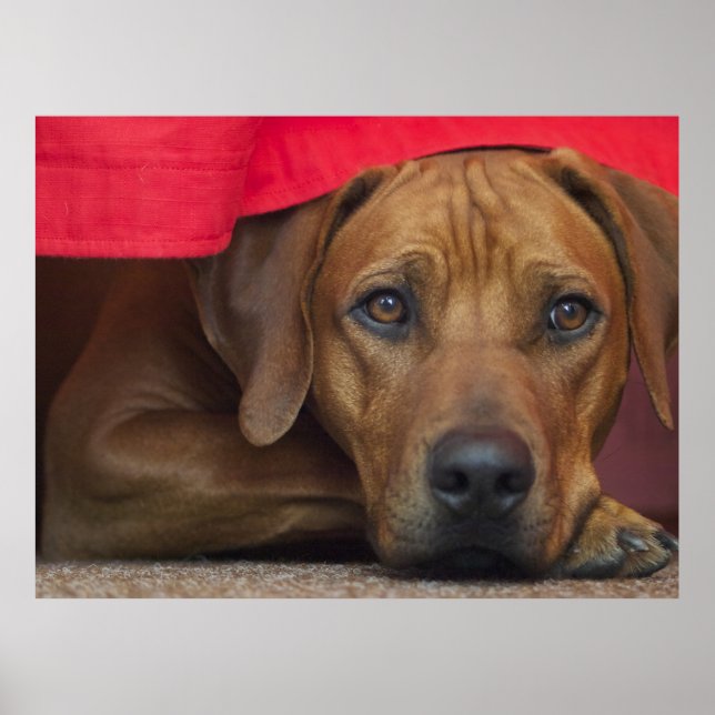 Poster Ridgeback rodesiano (Frente)