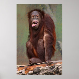 Poster Rindo de Orangutan