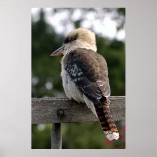 Póster Rindo Kookaburra